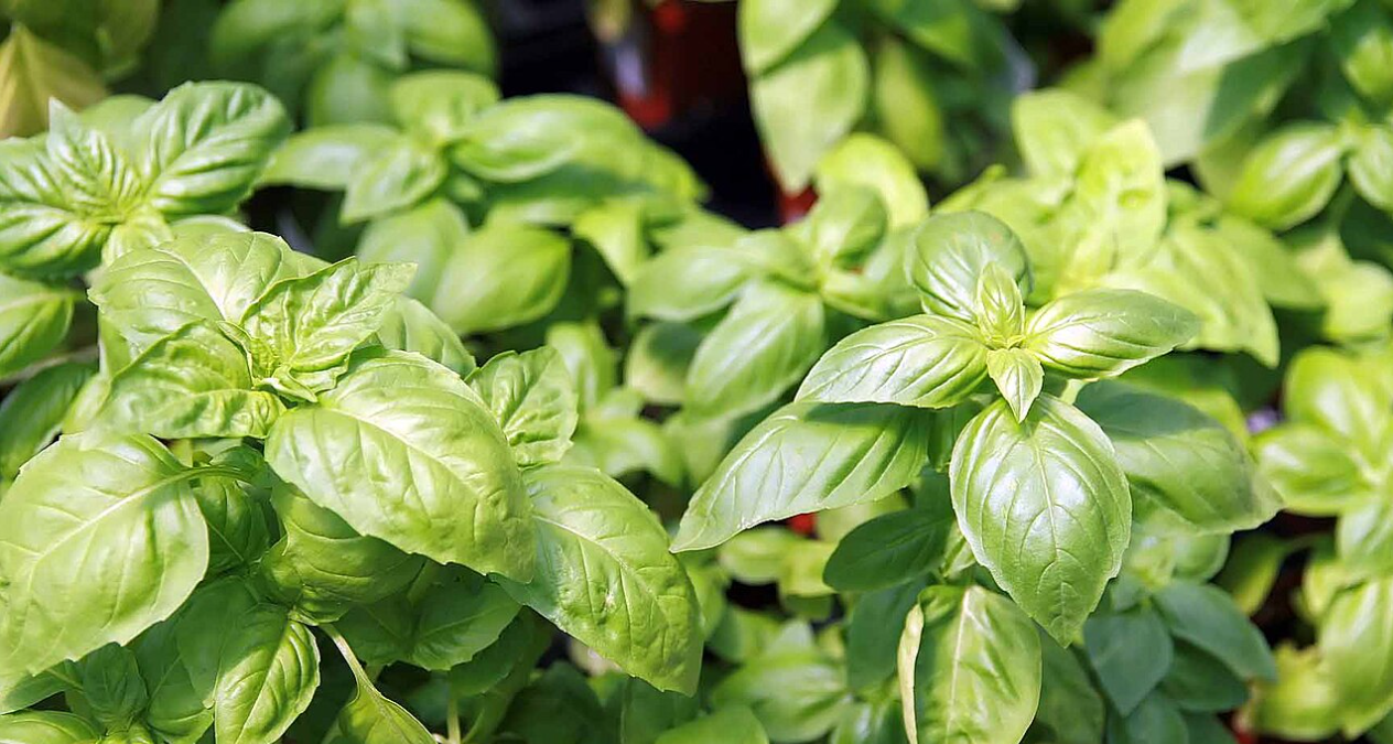 Basil